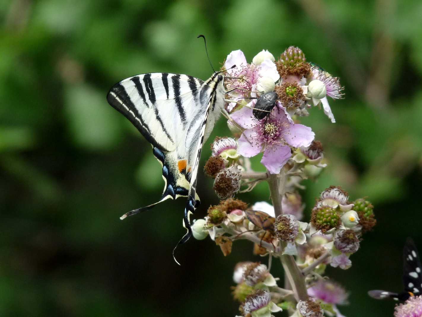 Iphiclides podalirius